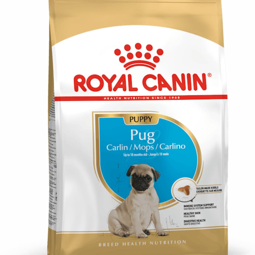 Adult pug carlin/mops/carlino 7.5kg